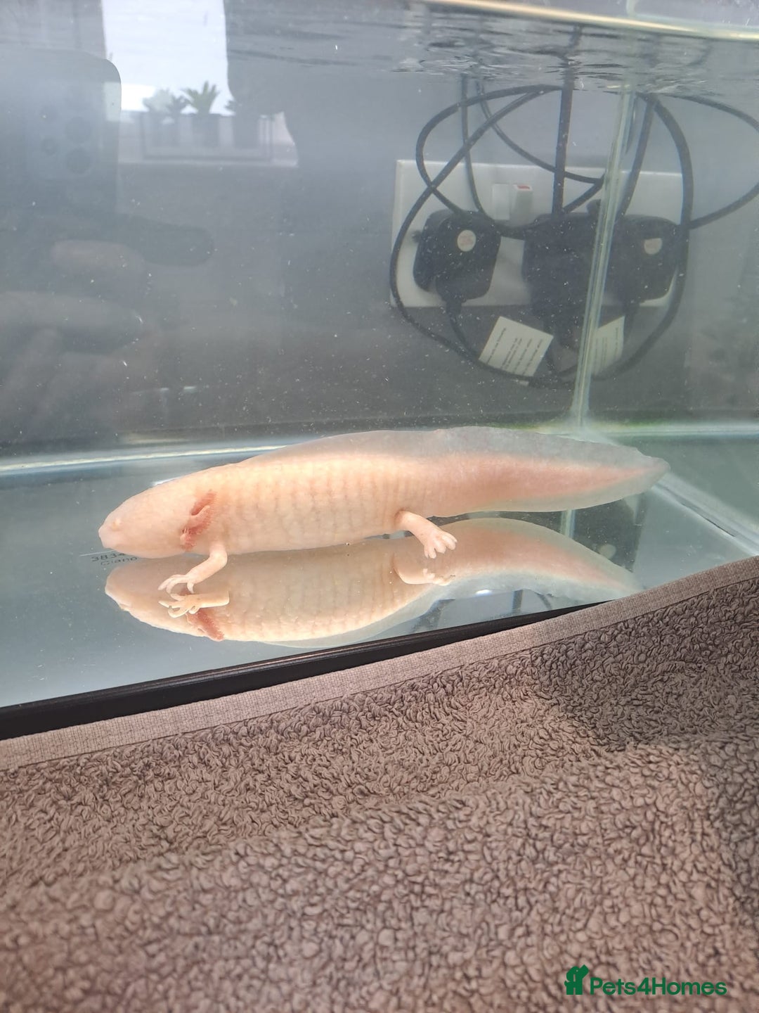 Axolotl reptiles for sale: Axolotl x2 - Image 4