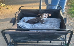 Mixed Breed dogs for sale: Girl chiweenie  - Image 2