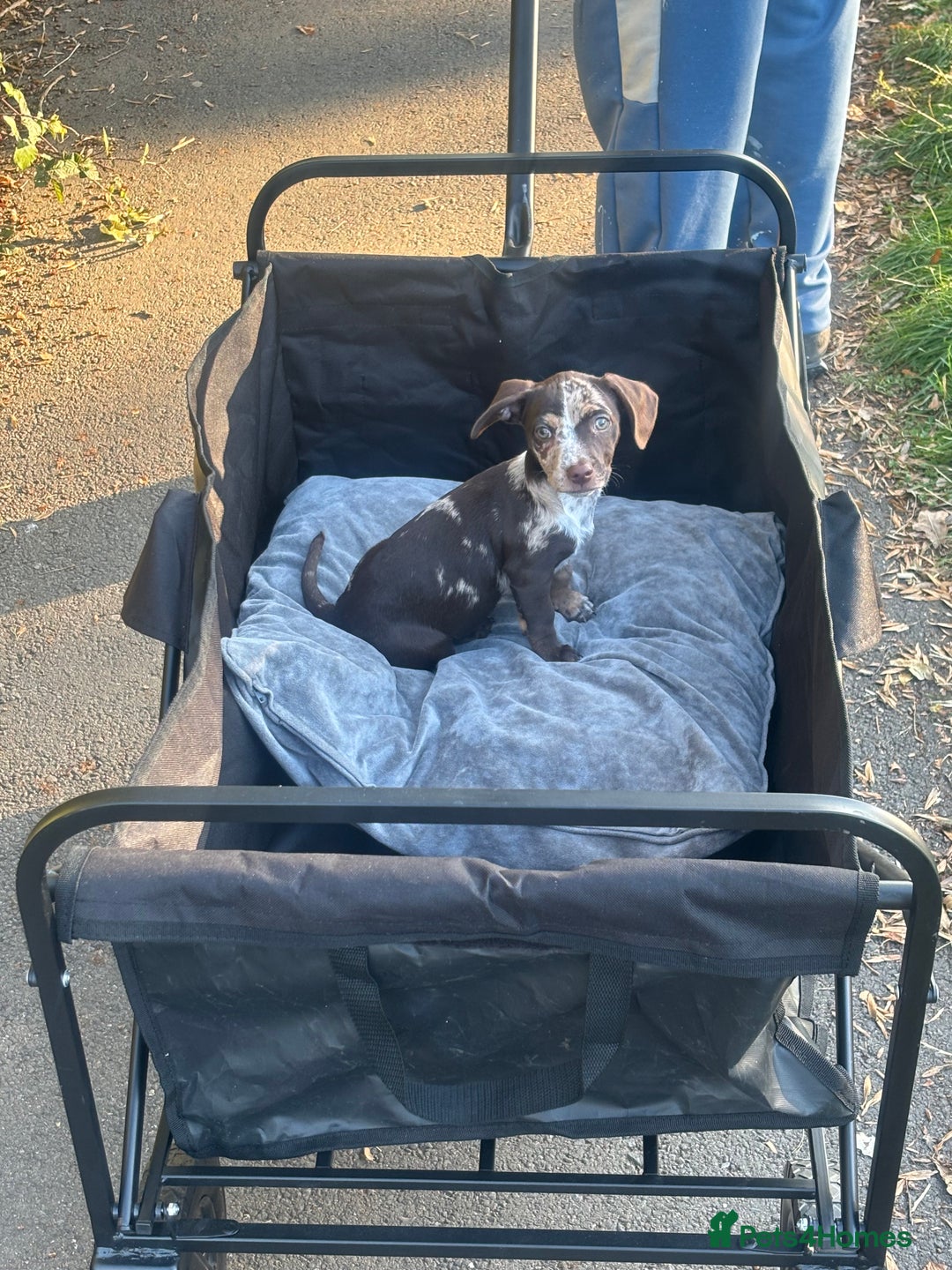 Mixed Breed dogs for sale: Girl chiweenie  - Image 2