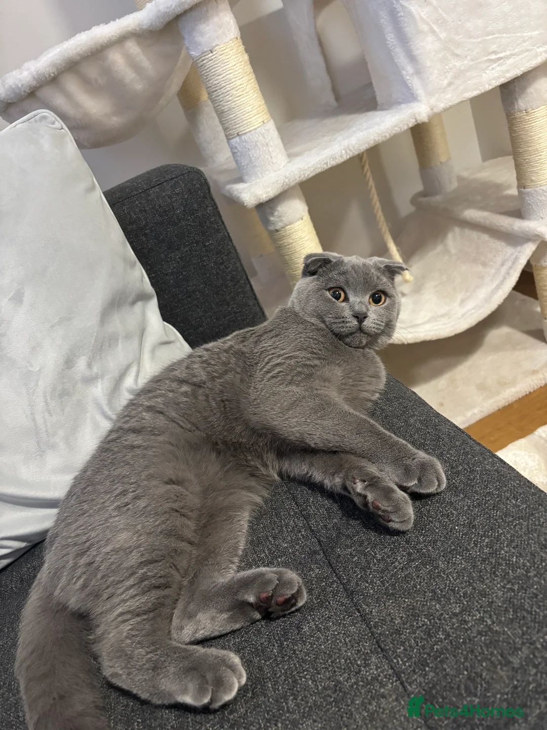 Scottish Fold cats for stud: Scottish fold champion available for stud - Advert 8