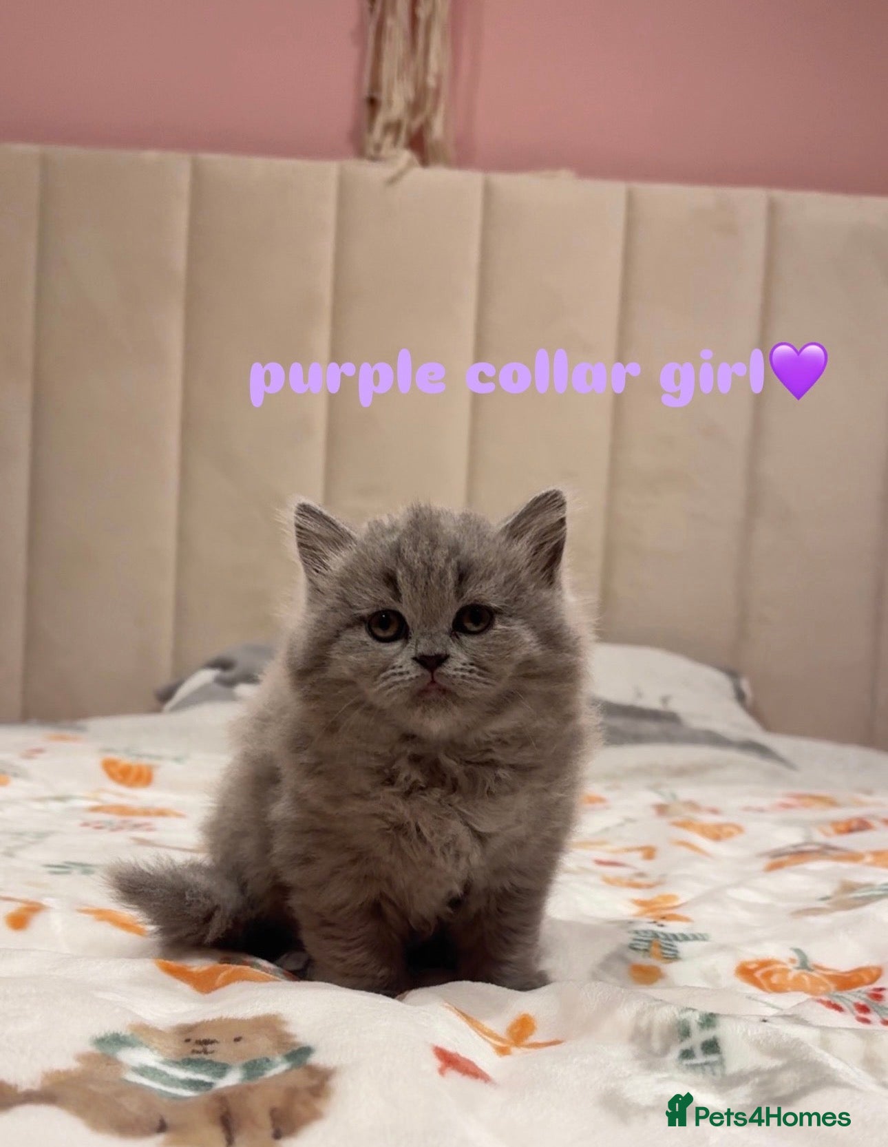 British Shorthair cats Gorgeous British Shorthairs - Advert 2