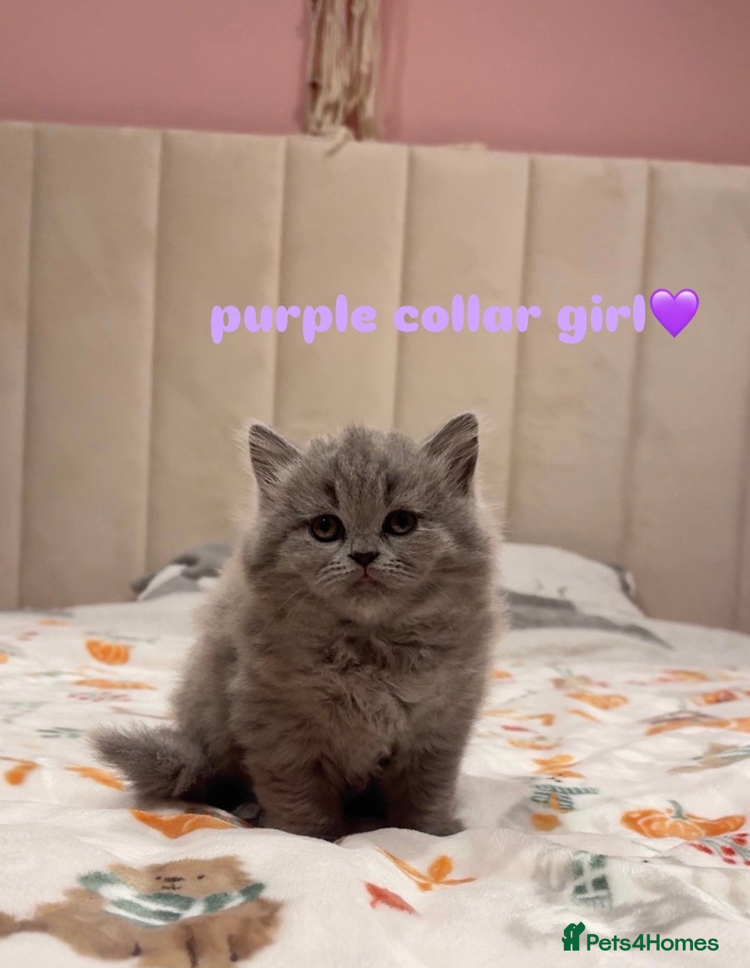 British Shorthair cats for sale: Gorgeous British Shorthairs - Advert 1