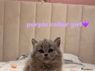 British Shorthair cats Gorgeous British Shorthairs - Advert 2