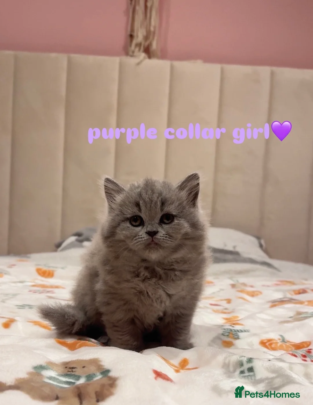 British Shorthair cats for sale: Gorgeous British Shorthairs - Advert 1