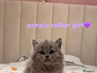 British Shorthair cats Gorgeous British Shorthairs - Advert 4