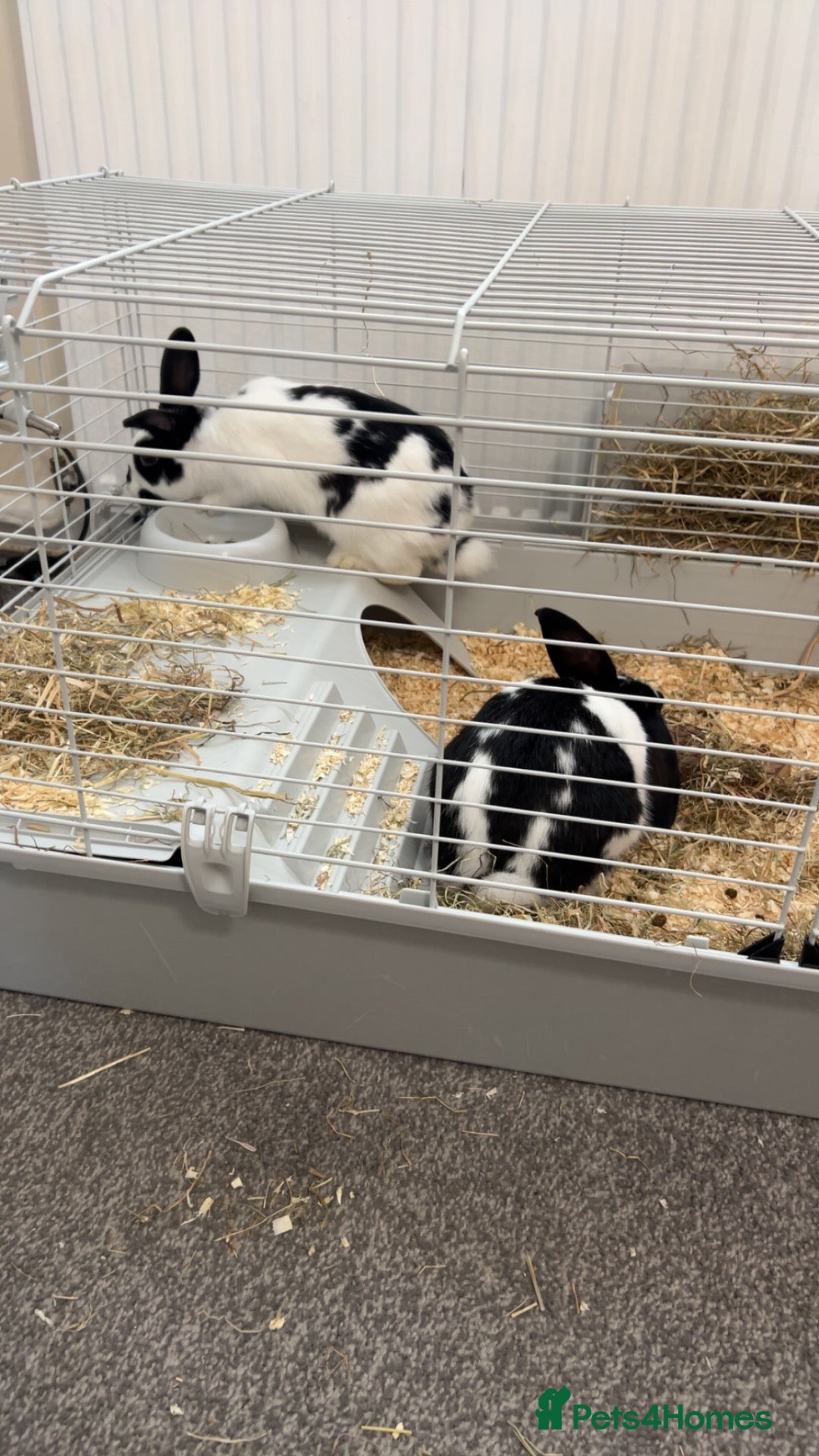 Mixed Breed rabbits Two female rabbits(Pair only) - Advert 11