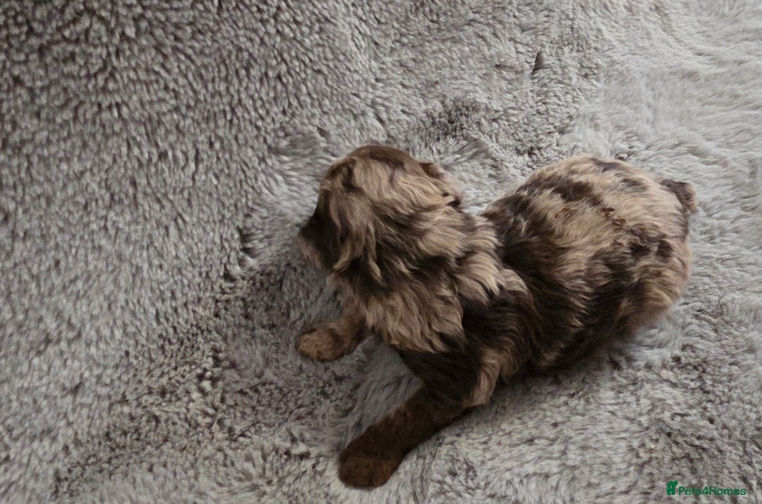 Toy Poodle dogs for sale: Gorgeous littler of x ** mall toy poodles  - Advert 2