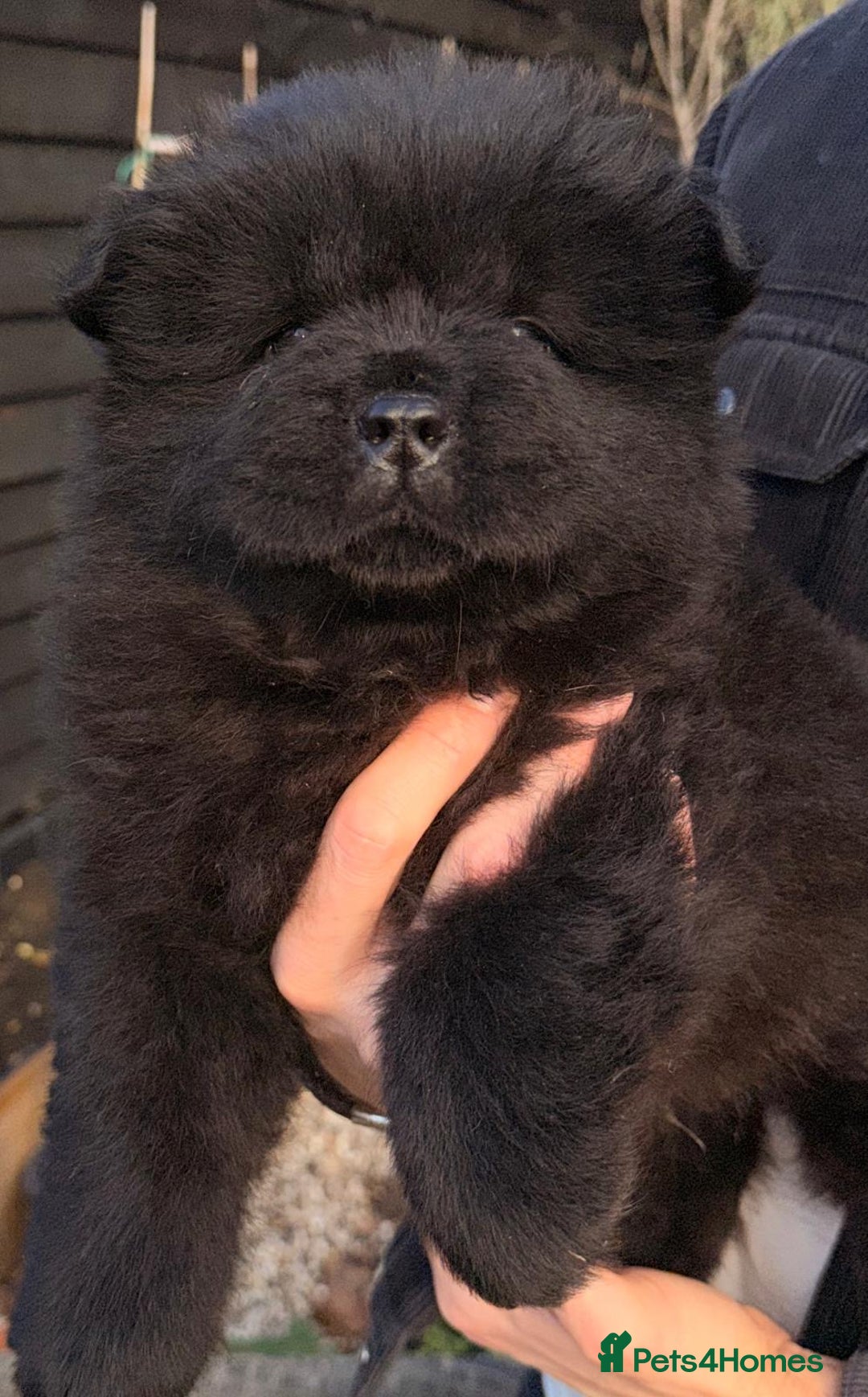 Chow Chow dogs for sale: Ready to go to their new homes.  - Advert 6