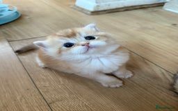 British Shorthair cats for sale: GCCF reg BSH & LH Chocolate & Black Golden Kittens - Image 1