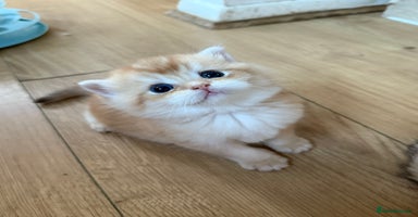 British Shorthair cats - Advert 9