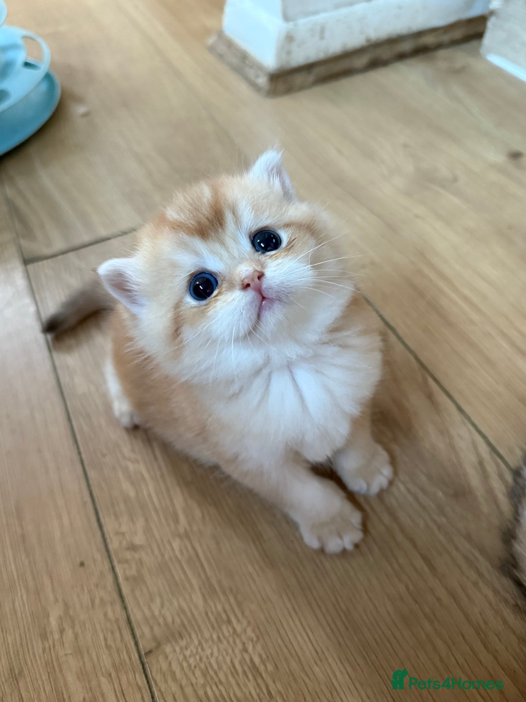 British Shorthair cats for sale: GCCF reg BSH & LH Chocolate & Black Golden Kittens - Image 1