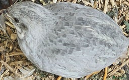 Quail poultry for sale:  Silver Red-Breasted Button Quail  - Image 1