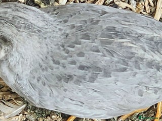 Quail poultry - Advert 5