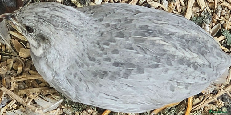 Quail poultry - Advert 10