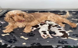 Cocker Spaniel dogs for sale: Chocolate roan show type cocker spaniels - Image 1