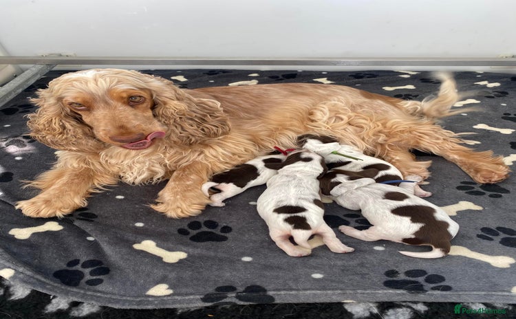 Cocker Spaniel dogs - Advert 4
