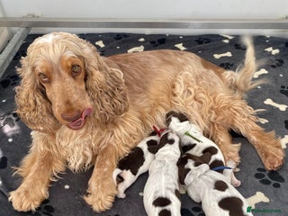 Cocker Spaniel dogs - Advert 36