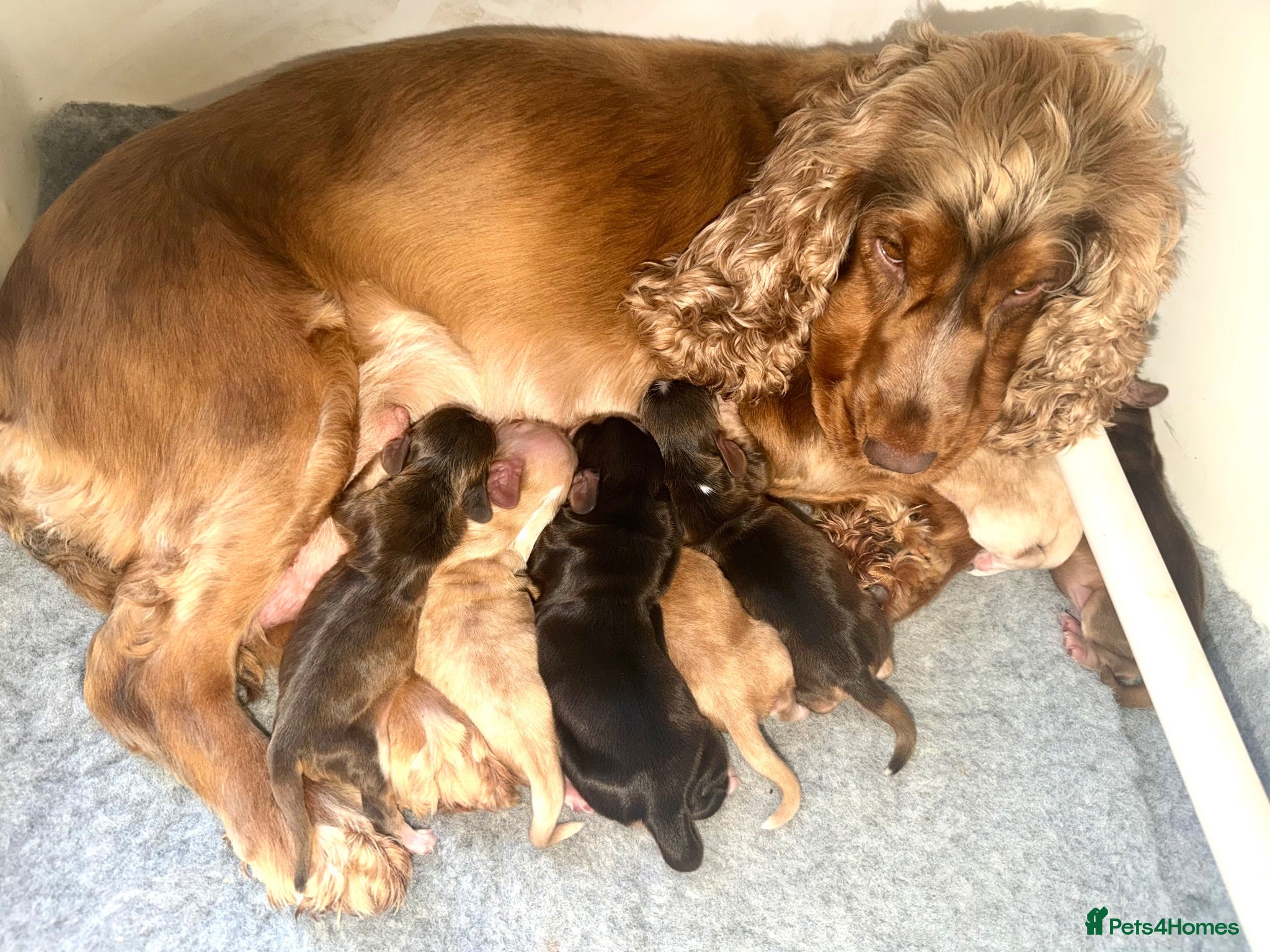 Cocker Spaniel dogs 🐶RIZI BIZI beautiful pedigree show spaniels🐶 - Advert 1