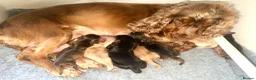 Cocker Spaniel dogs for sale: 🐶RIZI BIZI beautiful pedigree show spaniels🐶 - Advert 1