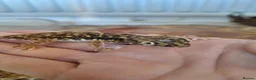 Mixed Breed reptiles for sale: Takydromus, strophurus, sphaerodactylus ect - Advert 9