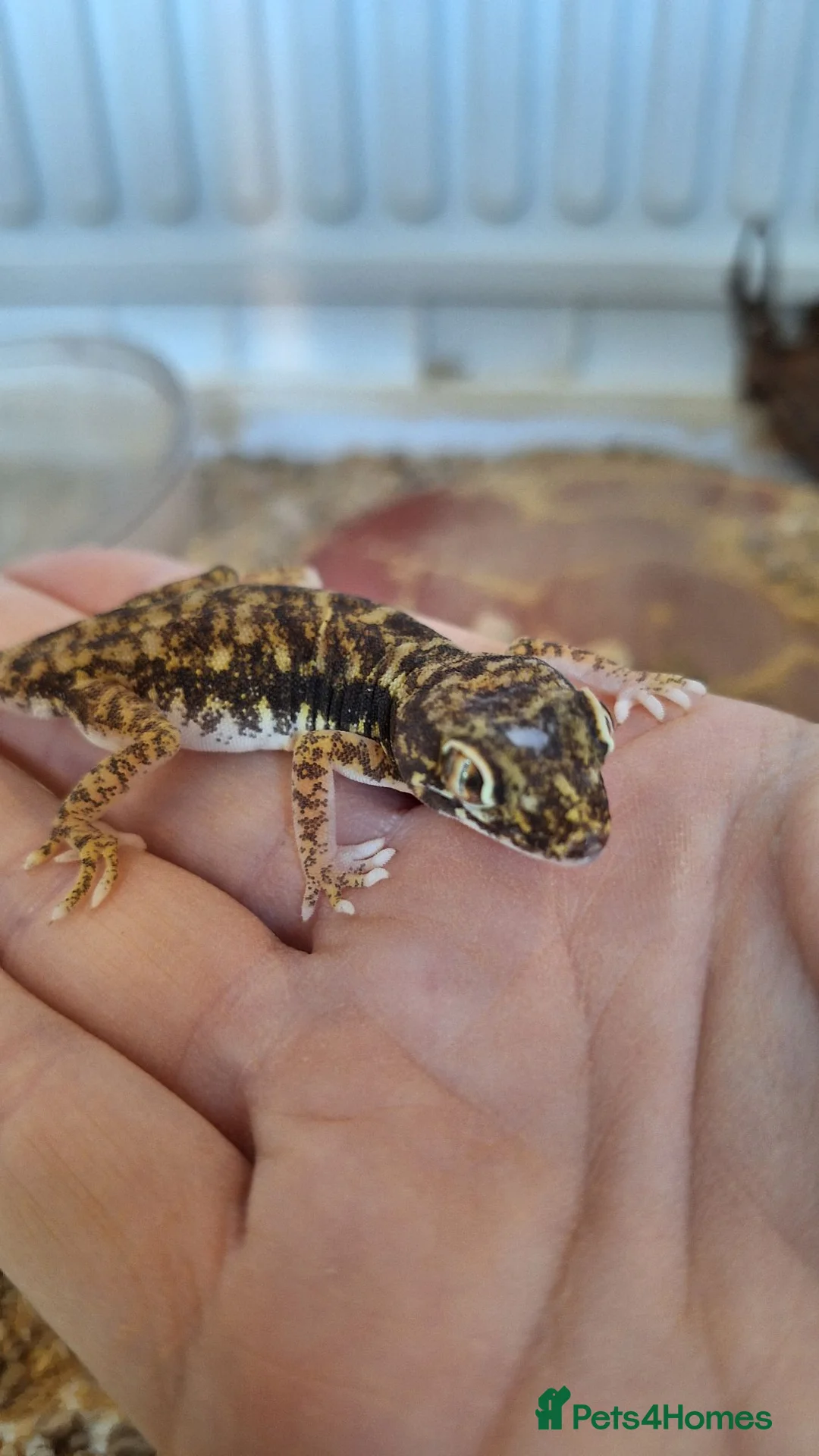 Mixed Breed reptiles for sale: Takydromus, strophurus, sphaerodactylus ect - Advert 9