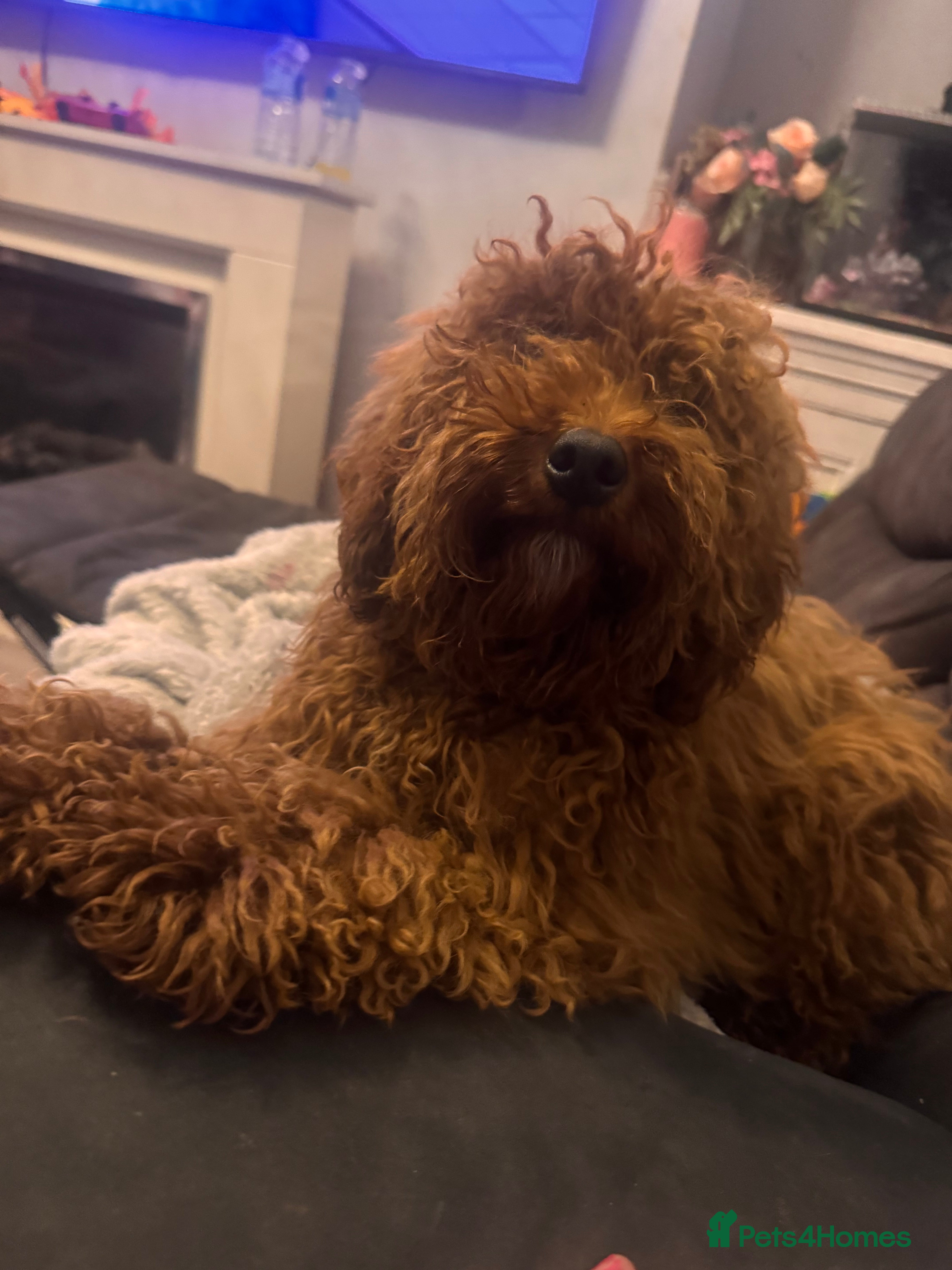 Miniature Poodle dogs Fox red stunning miniature poodles - Advert 18