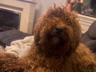 Miniature Poodle dogs Fox red stunning miniature poodles - Advert 6