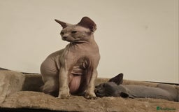 Devon Rex cats for sale: One Liliac boy available in Manchester - Image 4