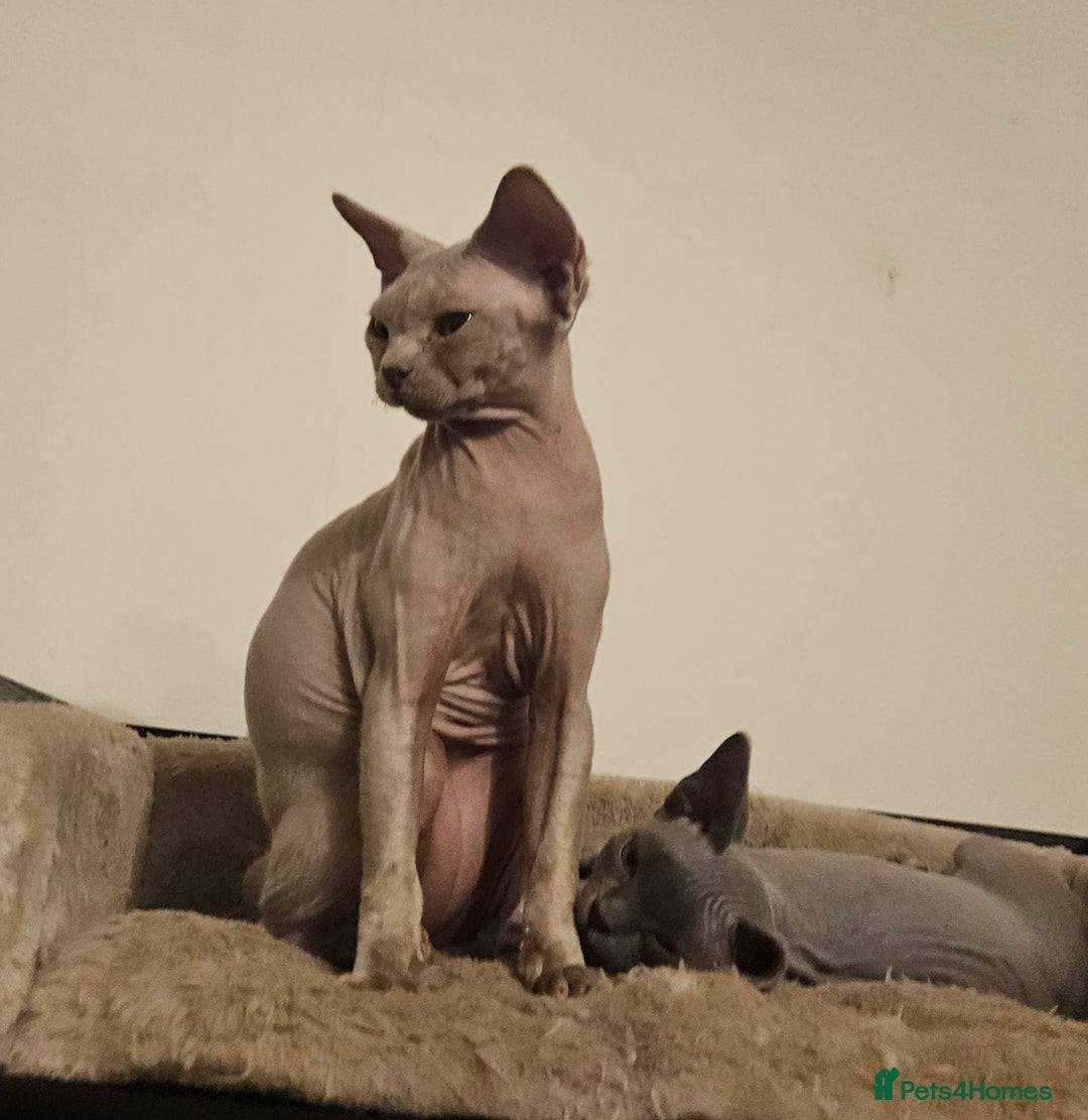 Devon Rex cats for sale: One Liliac boy available in Manchester - Image 4