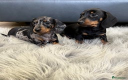 Dachshund dogs for sale: Miniature smooth haired Dachshund puppies  - Image 8