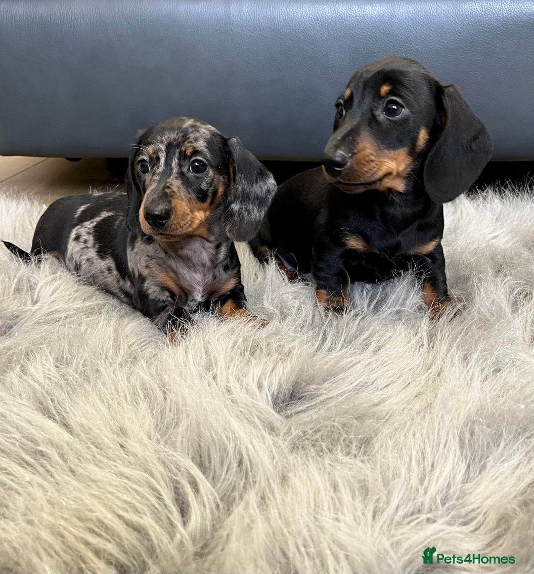 Dachshund dogs for sale: Miniature smooth haired Dachshund puppies  - Image 8