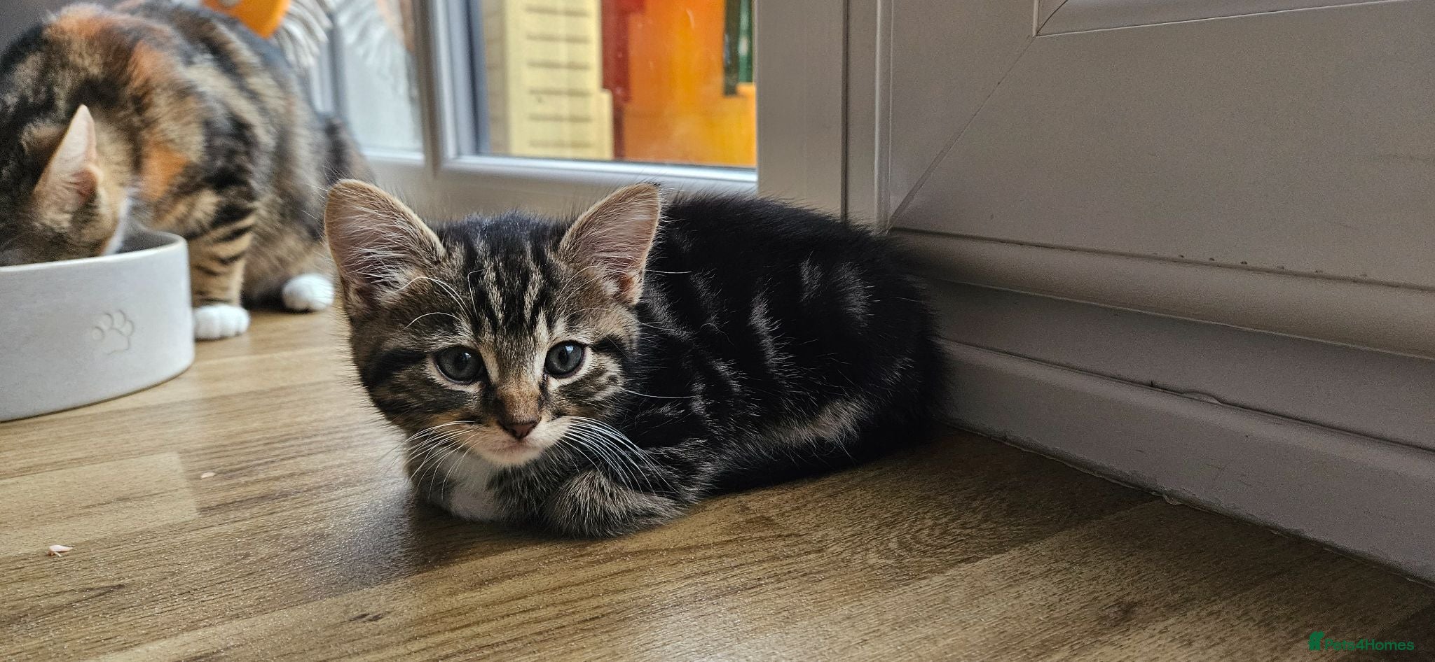 Mixed Breed cats for sale: 2 Selkirk-rex mixed British Shorthair kittens - Advert 2