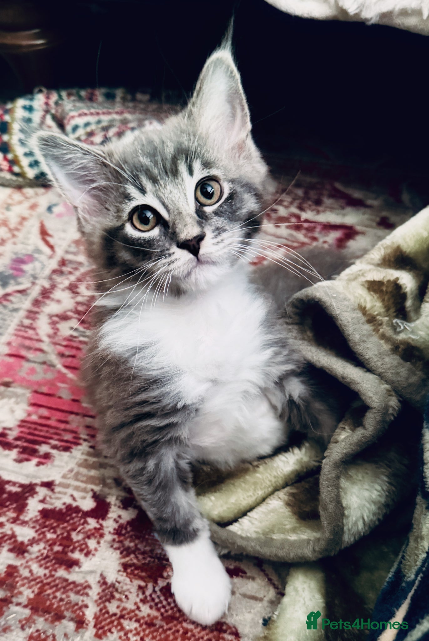 Maine Coon cats MaineCoon/Ragdoll X (pedigree registered parents) - Advert 12