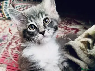 Maine Coon cats MaineCoon/Ragdoll X (pedigree registered parents) - Advert 4