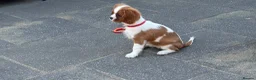 Cavalier King Charles Spaniel dogs for sale: Cavalier King Charles Spaniel Puppies  - Advert 9