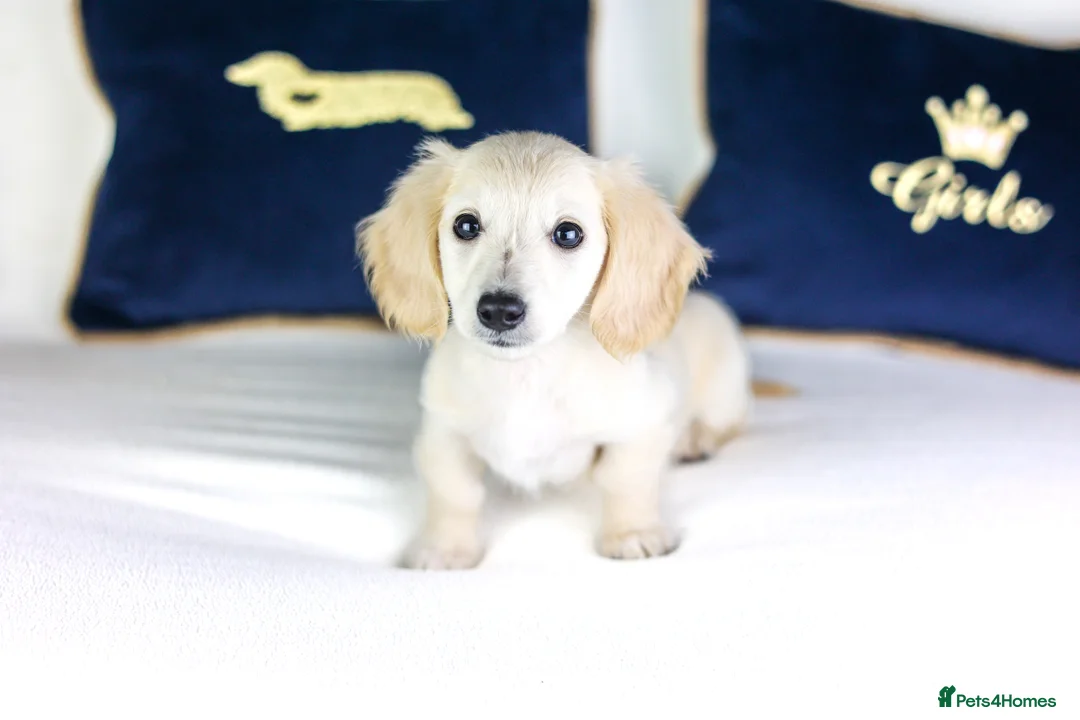Miniature Dachshund dogs for sale: KC Registered Longhair Cream Miniature Dachshund  - Advert 7