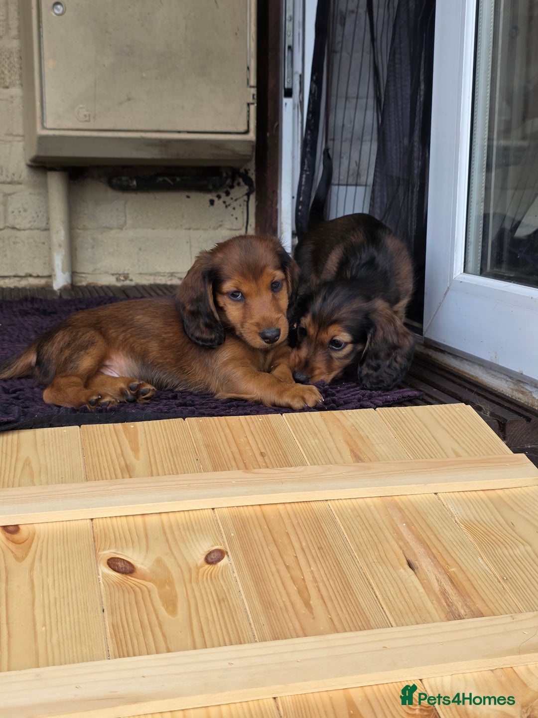 Dachshund dogs for sale: Red long-haired standard dachshund puppies - Image 20