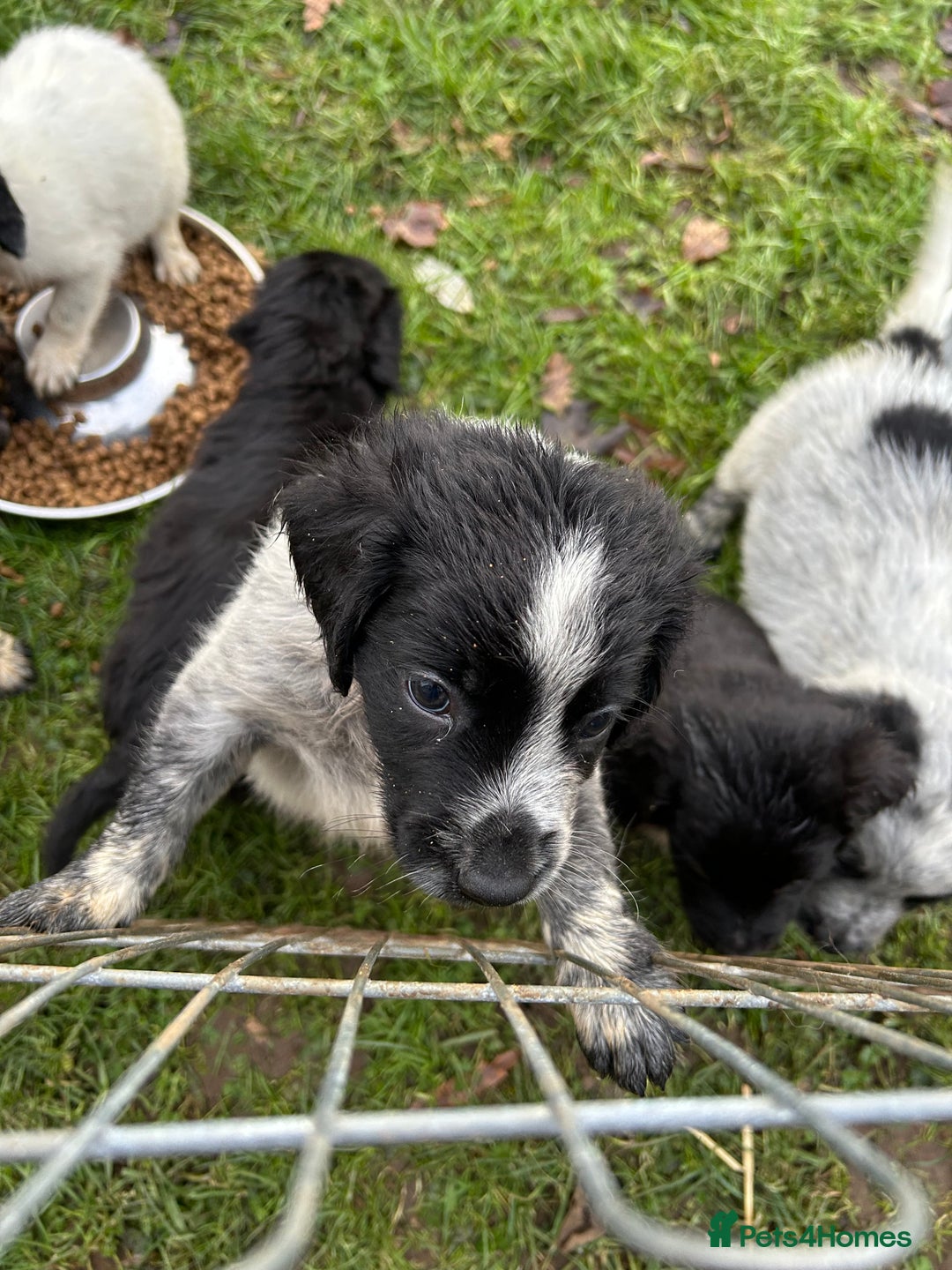 Mixed Breed dogs for sale: GORGEOUS COCKER SPANIEL/BORDER COLLIE PUPS - Advert 5