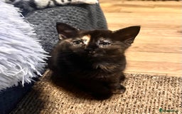 Ragdoll cats for sale: Calicox ragdolls - Image 2