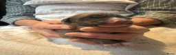 Mixed Breed dogs for sale: Lurcher puppies saluki x German shepherd  - Advert 1