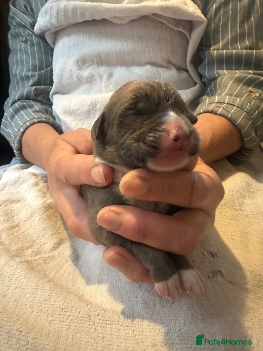 Mixed Breed dogs for sale: Lurcher puppies saluki x German shepherd  - Advert 1