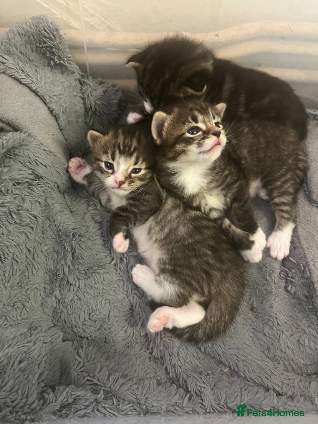 Mixed Breed cats for sale: 3 Healthy, Playful Kittens  - Image 9