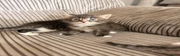 Bengal cats for sale: Beautiful half Bengal x kittens  in Manchester - Advert 19