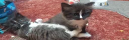 Mixed Breed cats for sale: Long‑Haired beautiful Ragdoll Cross Kittens - Advert 30