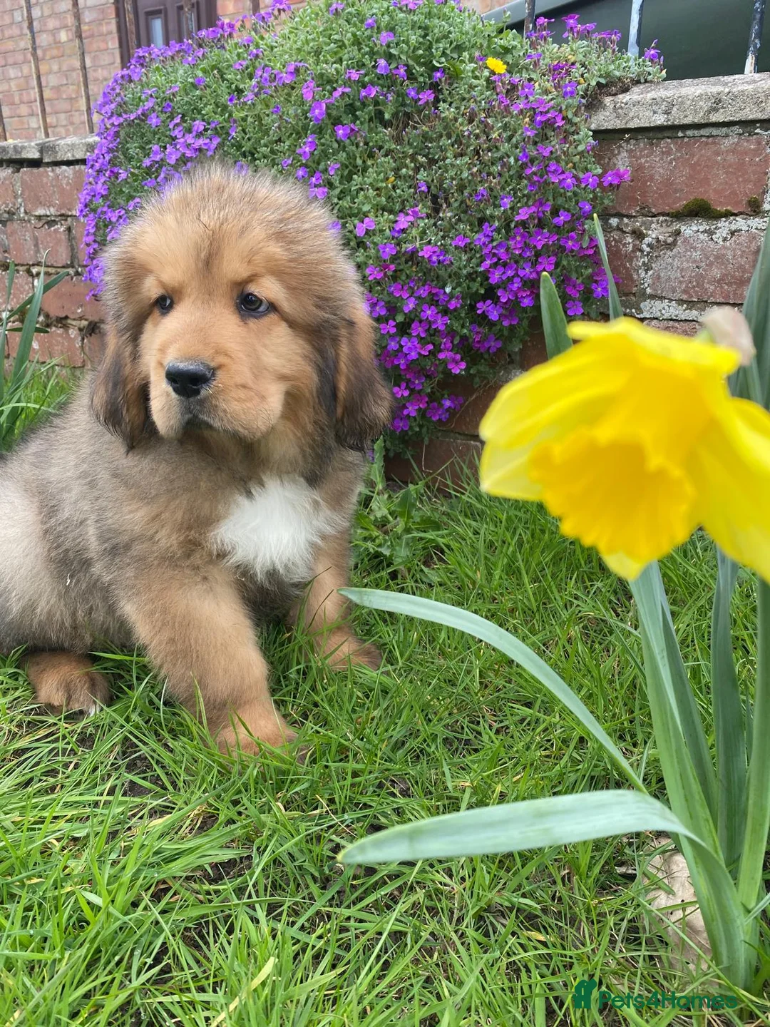 Tibetan Mastiff dogs for sale: Ready now: Outstanding Tibetan Mastiff Puppies - Advert 1