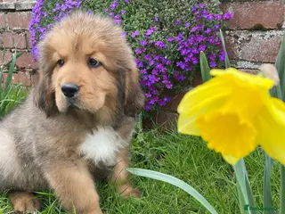 Tibetan Mastiff dogs Ready now: Outstanding Tibetan Mastiff Puppies - Advert 5