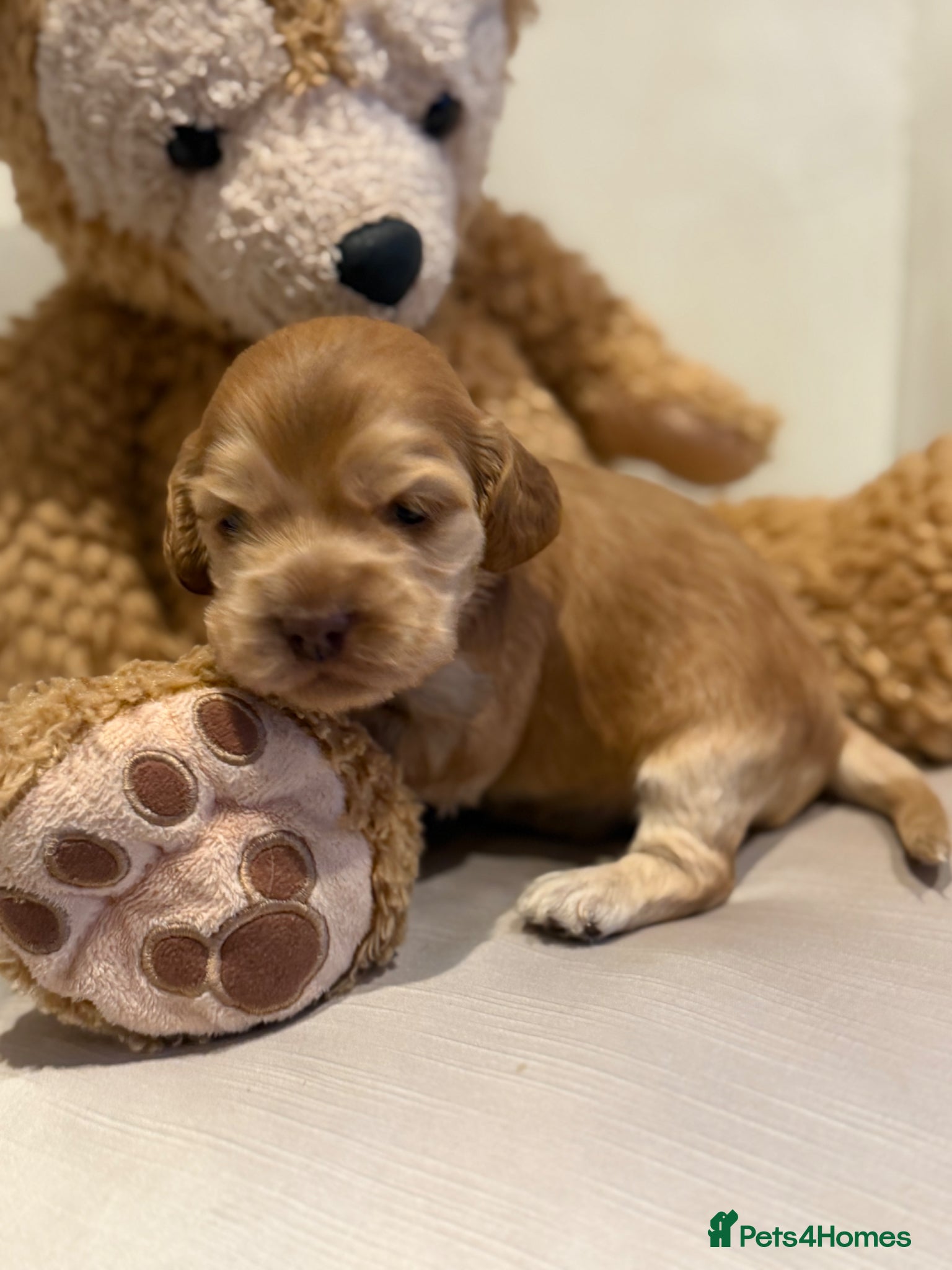 Cocker Spaniel dogs for sale: Golden & Chocolate Sable Show Cocker Puppies  in Doncaster - Advert 7