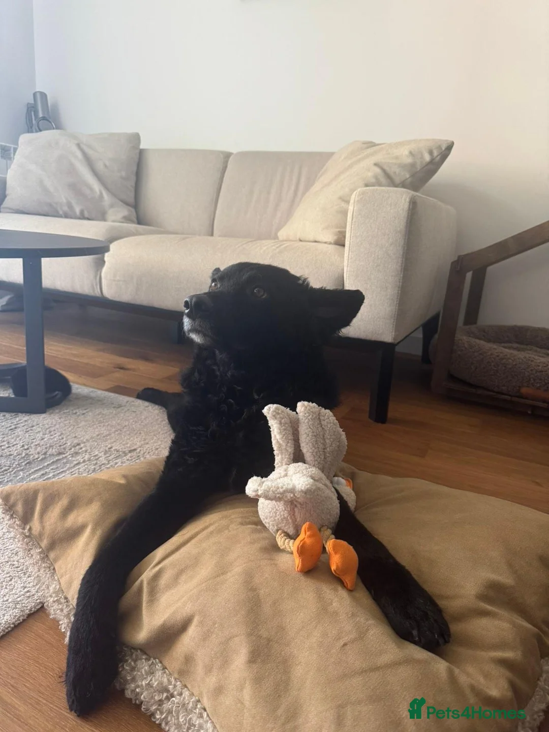 Hungarian Puli dogs for adoption: George – Affectionate 5-Year-Old Boy  - Advert 2