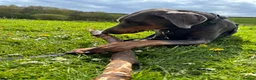 Dobermann dogs for sale: Blue Doberman girl rehome - Advert 6