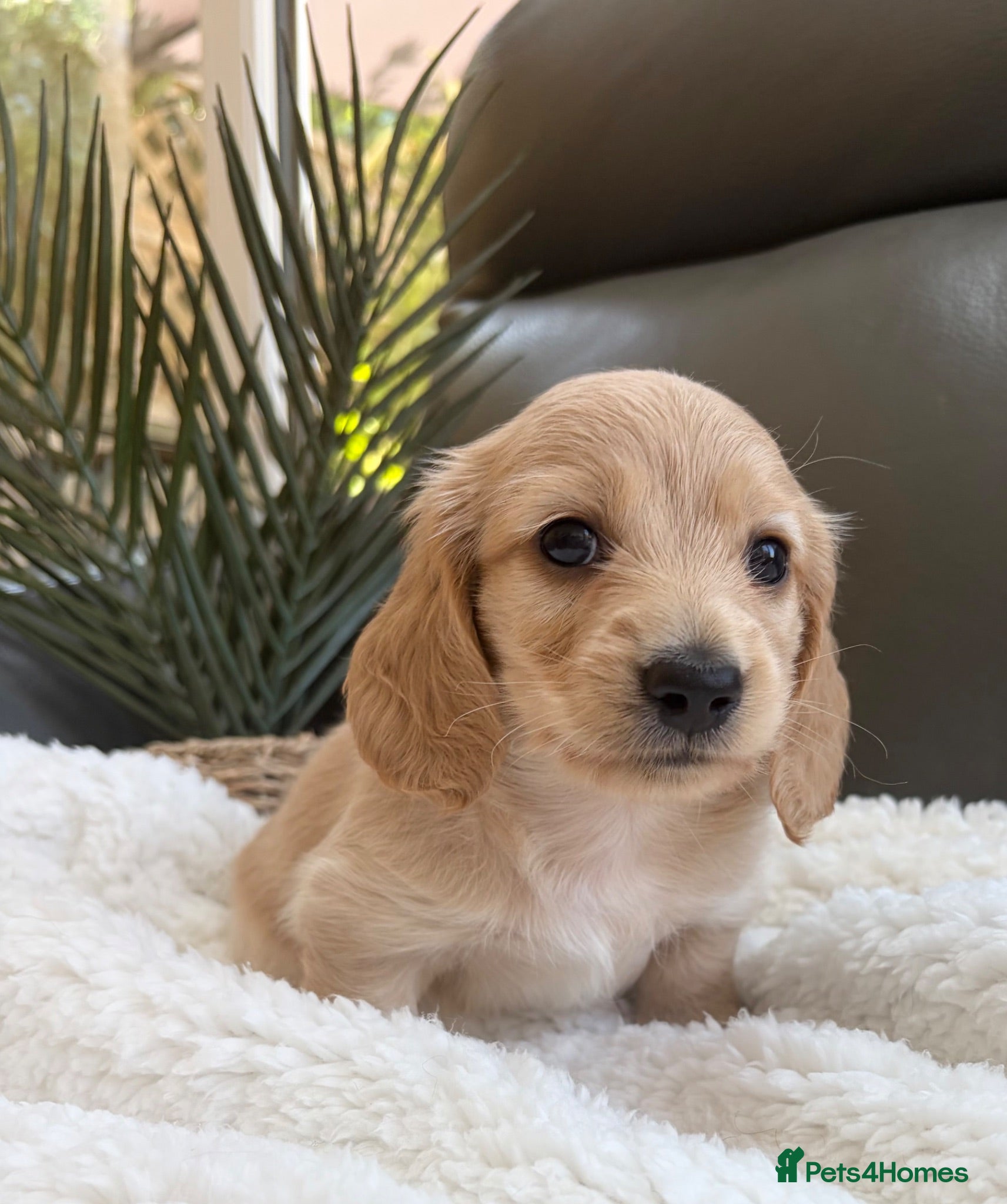 Miniature Dachshund dogs KC Reg, Health Tested Mini Longhaired Puppies  - Advert 1